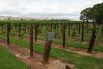 Jacob's Creek Barossa Valley